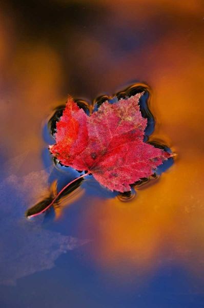 NH, White Mts, Maple Leaf in Fall Reflections